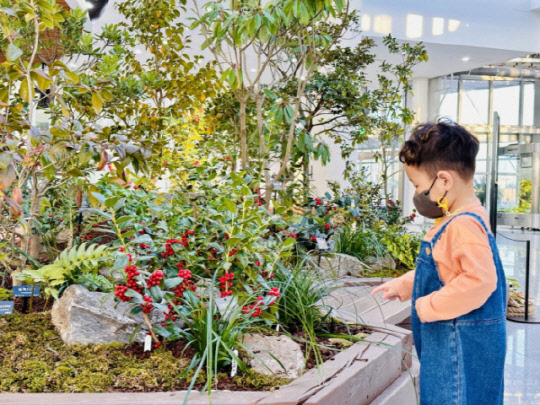 국립세종수목원 관람객이 호랑가시나무의 붉은 열매를 감상하고 있다. <삼성물산 건설부문 제공>